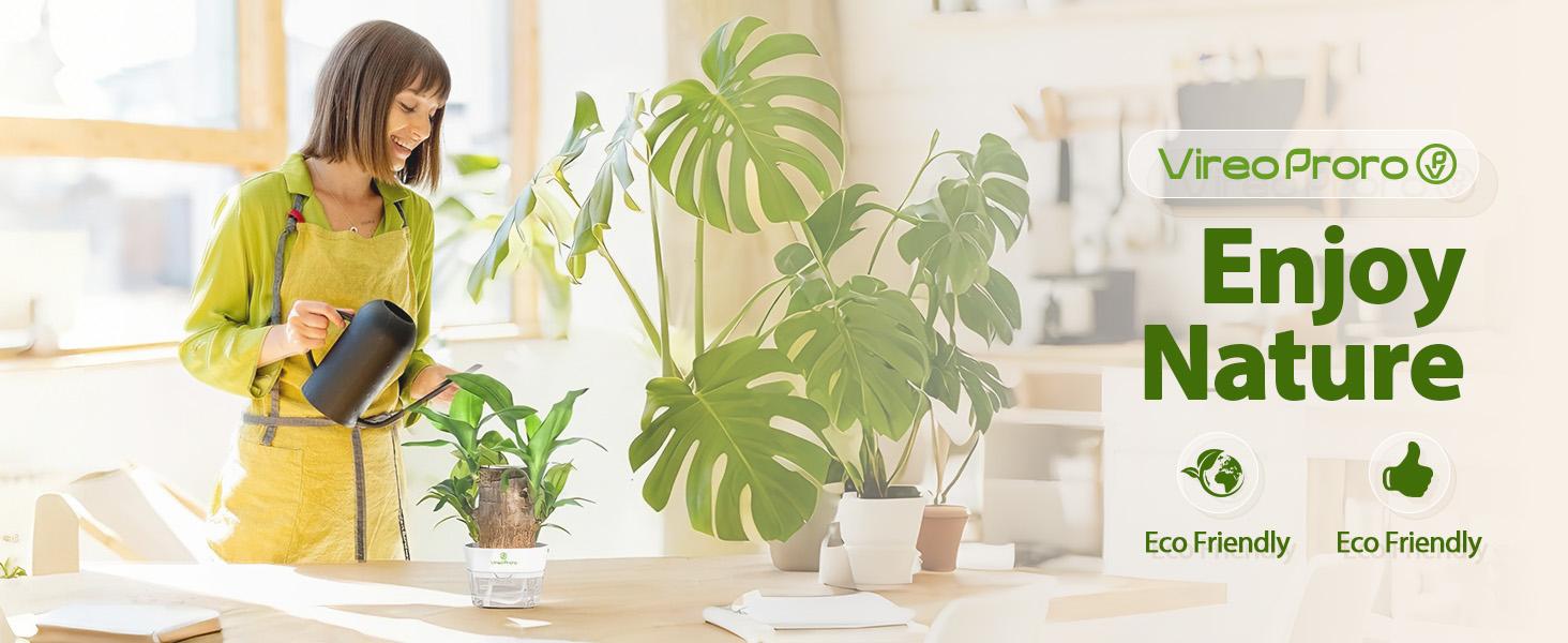 Brazilian Lucky Wood Live Plant with Nutrient Solution - U.S. Grown Palo de Brasil, Lucky Gift for New Home/Graduation, Low-Care Indoor Desktop Ornament