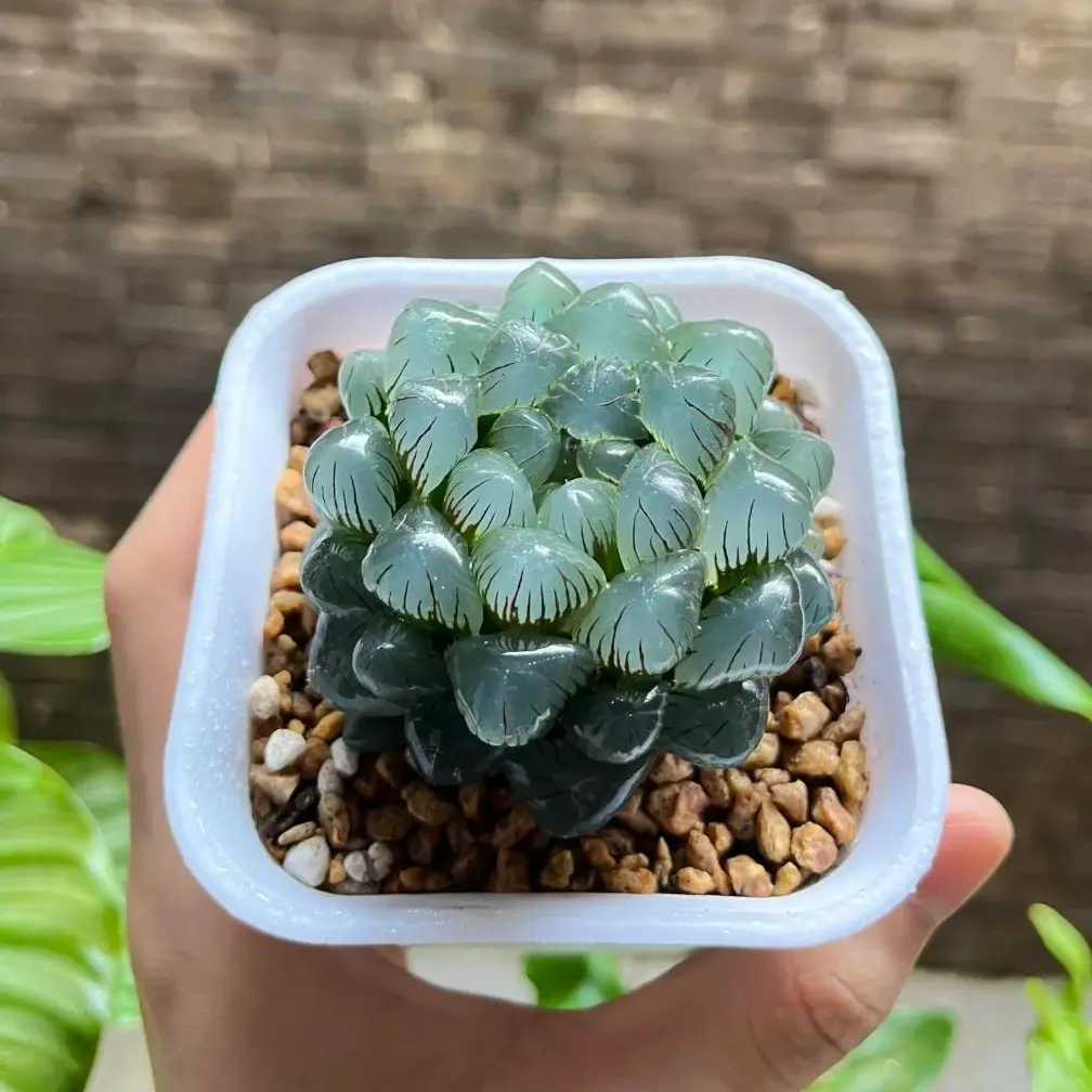 Haworthia ‘Cooperi Ice Lantern’ Rare Succulent Plant – Crystal Clear Window Leaves, Easy Care Live Plant, Bare Root Shipping, Indoor Plant Decor, Beginner Friendly