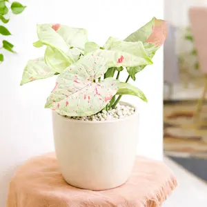 Syngonium 'Milk Confetti'