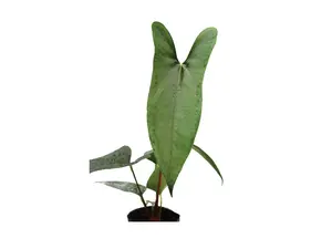 Anthurium nigrolaminum 'Gigi' (seedling)