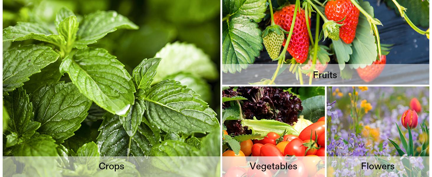 VIVOSUN 6/12-Pack Seed Starter Trays,Seed Starter Kit with Humidity Dome, Flat Reusable Plant Germination Trays with Drain Hole, Green Propagation Tray for Planting Seeds