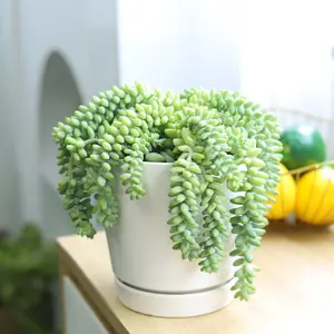Sedum Donkey's Tail Succulent - Sedum Burrito