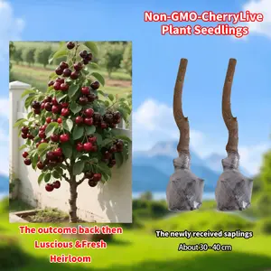 Premium Black Cherry Sapling - Sweet Cherry Tree for Home Garden, Beginner Friendly & Easy to Grow, Ready to Plant for All Gardeners