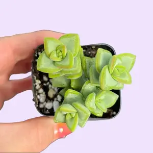 Crassula Rupestris Succulent Plant