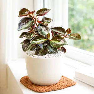 Peperomia 'Metallica'