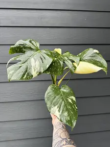 Monstera Thai Constellation 5” Variegated Monstera Rare Houseplant