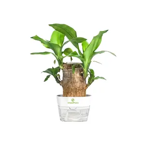 2026 New Lucky brazilian Wood Potted Plant - Mini Hydroponic Brazil Wood with Plastic Tray, Desk Decor Green Plant