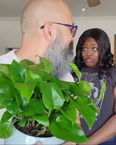 Pothos 'Green Queen'