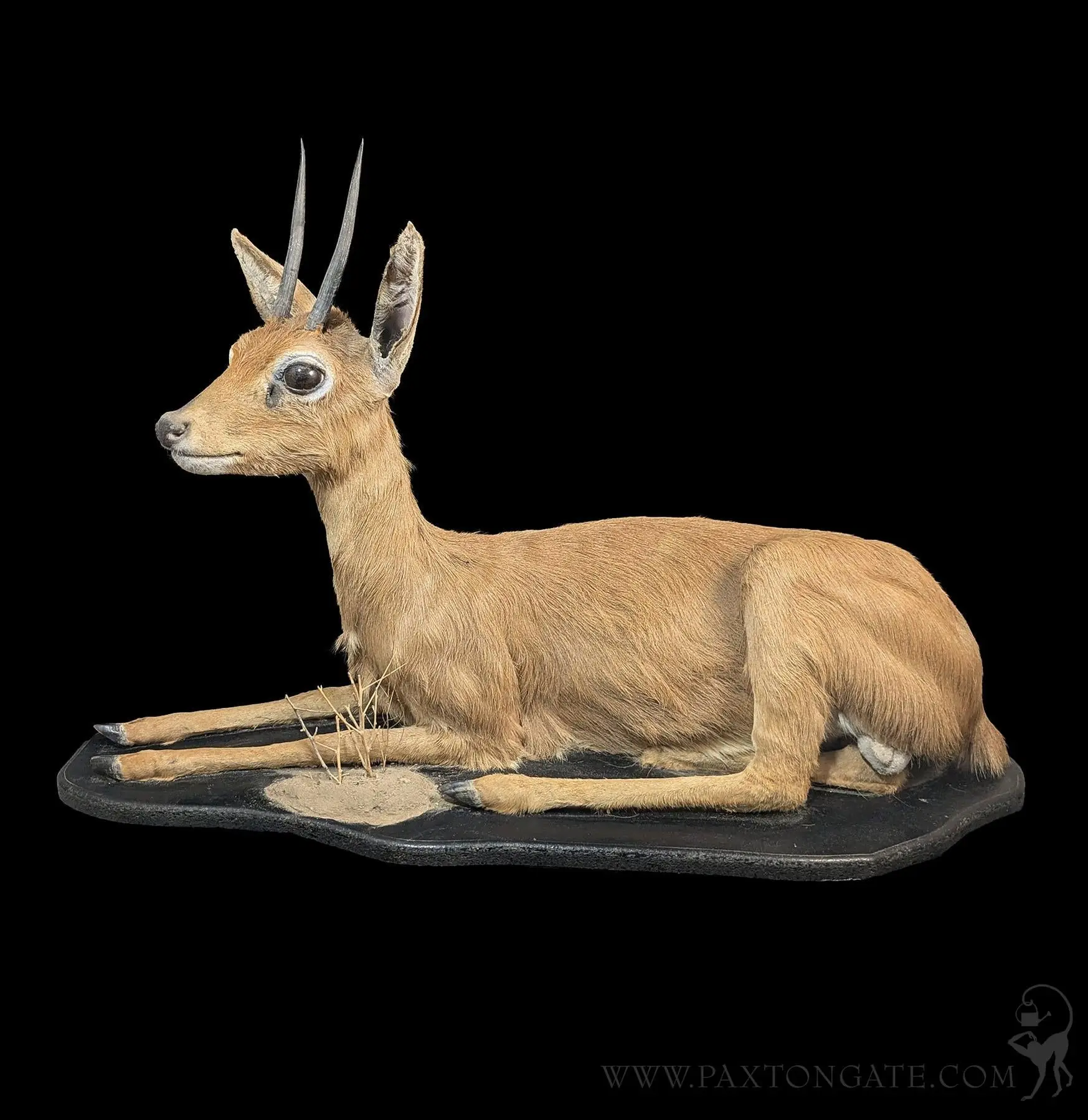 Steenbok Taxidermy Full Body Mount