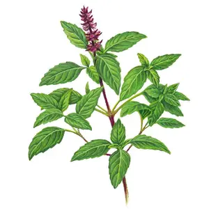 Sweet Thai Basil Seeds