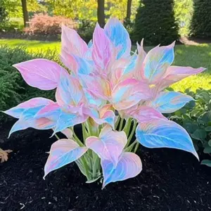 800 PCS Hosta Seeds for Filling Garden Beds, Yard Edges and Landscape Transition Areas