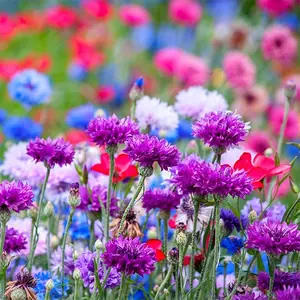 200+ Mix Cornflower Seeds for Planting-Non-GMO Heirloom Plant Seeds Garden Outdoor Attracts Pollinators, Easy to Grow