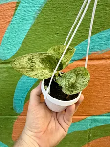 3" Scindapsus 'Jade Satin' marble variegated hanging basket