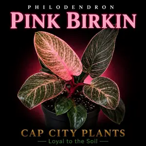 Philodendron Pink Birkin Tissue Culture