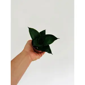 Black Jade Sansevieria - Snake Plant - 3" Pot