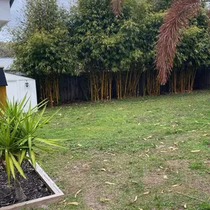 Asian Lemon 2gal Live Clumping Bamboo