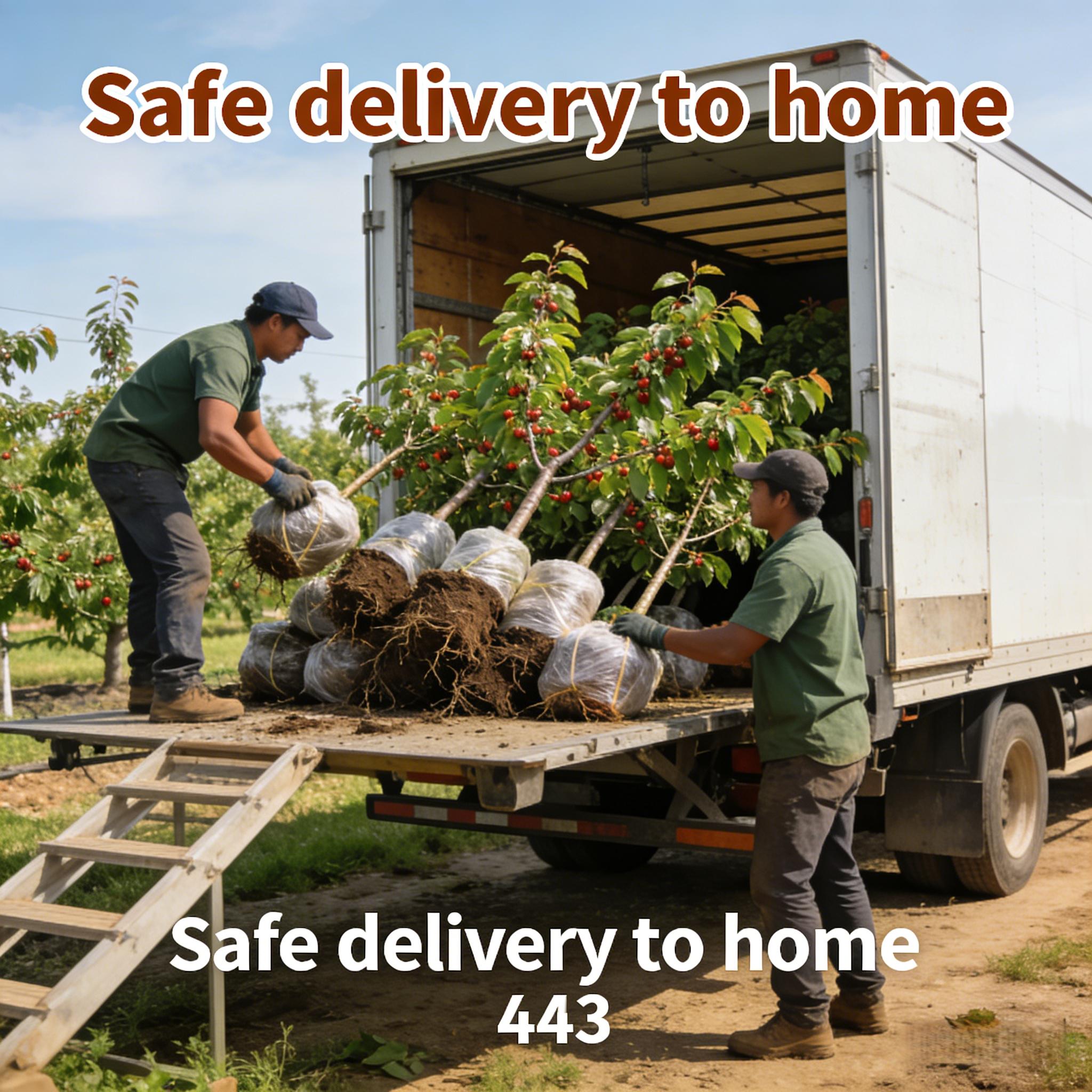 /Heirloom Non-GMO Cherry Live Plant Seedlings – Farm Grown Fruit Tree Starter for Home Gardens, Fast Growing High Yield /Heirloom Non-GMO Cherry Live Plant Seedlings – Farm Grown Fruit Tree Starter for Home Gardens, Fast Growing High Yield