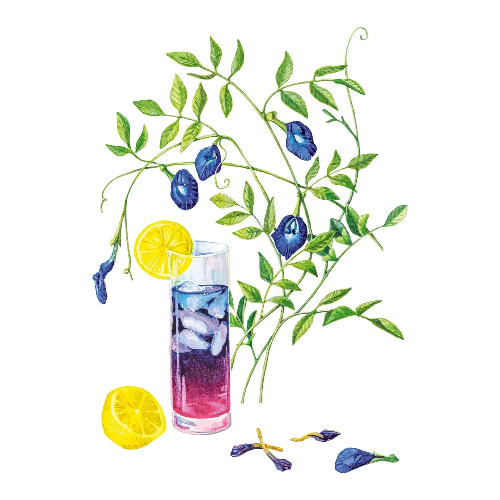 Blue Tea Butterfly Pea Seeds