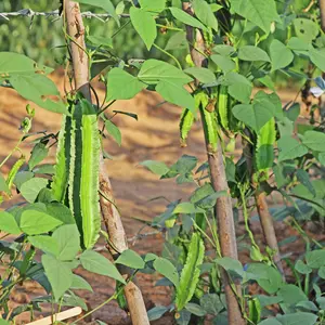 Winged Bean Four Angled Bean Seeds (Psophocarpus tetragonolobus) Highly productive tropical climber with edible pods, leaves, flowers, and protein-rich seeds; excellent for permaculture and warm climates