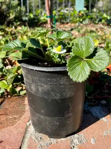 Blooming Strawberry Plant - 1 Gallon Container