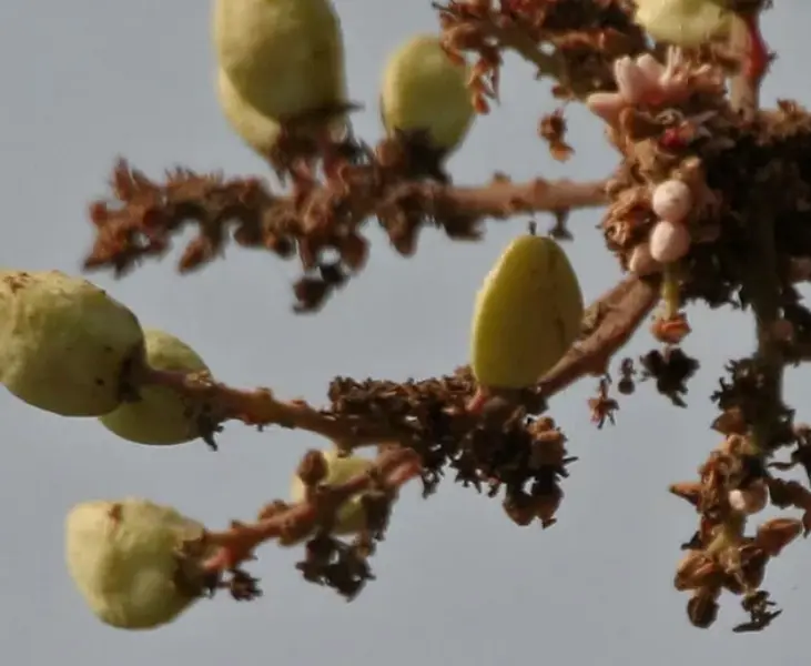 Boswellia serrata | Indian Frankincense | Salai Guggal | 10_Seeds