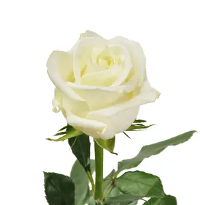 Polar Star Roses