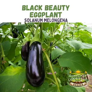 Black Beauty Eggplant Seeds (Solanum melongena) - Annual Seed Supply