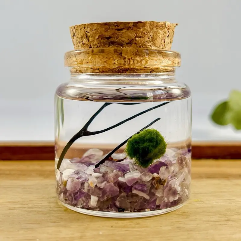 Marimo Moss Ball Terrarium Kit - Miniature Aquatic Ecosystem with Marimo Moss Ball, Clear Glass Jar, Sea Fan Accent & Your Choice of Crystal Gravel.