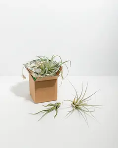 Air Plant Grab Bag