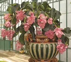 100pcs Medinilla Magnifica flower seeds suitable for planting plants live clearance sale vegetable seeds