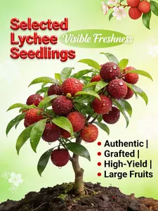 Lychee Tree Sapling – Easy to Grow, Delicious Tropical Lychees