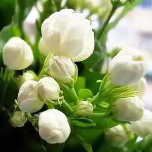 Pack of 100 Jasmine Flower Seeds for Planting, Fragrant Ornamental Garden Flower Seeds for Backyard Flower Beds, Patio Planters and Home Garden Decoration, Seeds Only Not Live Plants