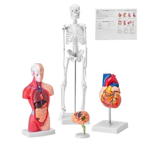 VEVOR 4-Piece Human Anatomy Models Bundle - Brain, Torso, Heart, Skeleton 3D Hands-On Study Tools, Educational Kit for Physiology Students & Kids