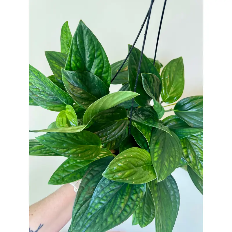 philodendron rojo congo ikea Philodendron 'Congo Rojo' – Red-Stemmed Congo Hybrid main image 1