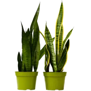 2 Snake Plant Variety Pack