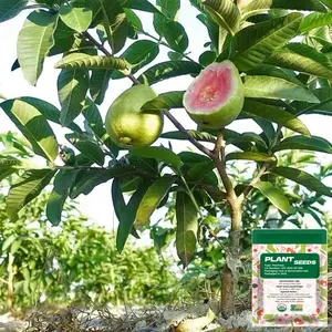 Guava Seeds, suitable for potted plants, greenhouses and outdoor gardens, easy-to-cultivate fruit tree seeds