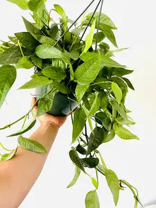 Cebu Blue Pothos - Epipremnum Pinnatum ‘Cebu Blue’ - 8" Hanging Basket