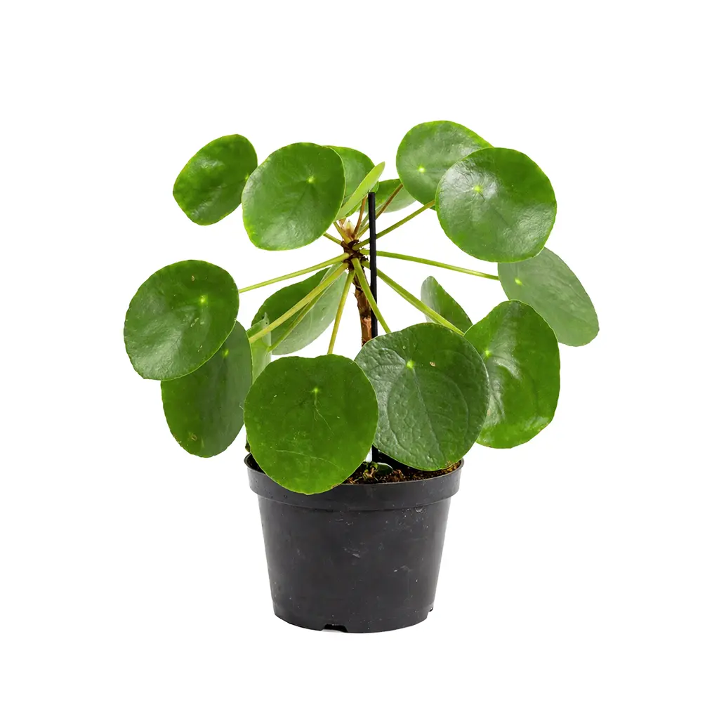 6" Pot