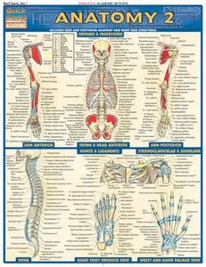 Anatomy 2 - Reference Guide (8.5 X 11): A Quickstudy Laminated Reference Guide -- Vincent Perez, Poster