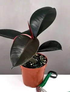 Ficus Burgundy Rubber Tree