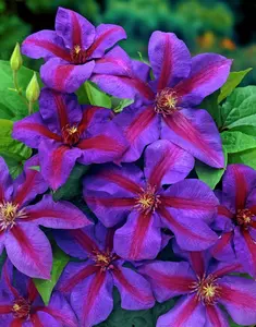 Mrs. N. Thompson Clematis Vine - 2.5" Pot- Purple & Scarlet Blooms