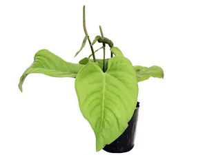 Anthurium pulcachense