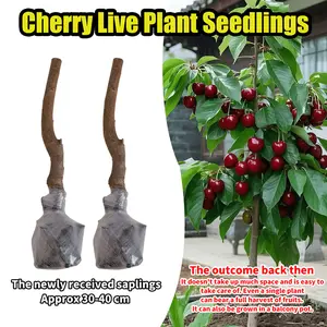 Premium Black Cherry Sapling - Sweet Cherry Tree for Home Garden, Beginner Friendly & Easy to Grow, Ready to Plant for All Gardeners
