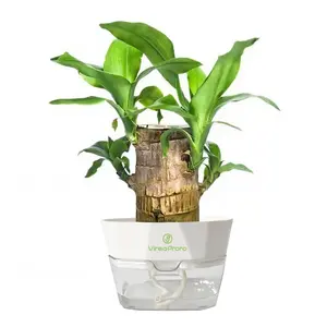 Brazilian Wood Hvdroponic Plant Lucky WoodSymbol of Luck Prosperity Easy to GrowIndoors Ceramic Tray Included EnhancesHumidity Reduces Stress brazilian lucky woodplant