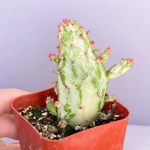 Opuntia Maverick Variegata Cactus Succulent Plant