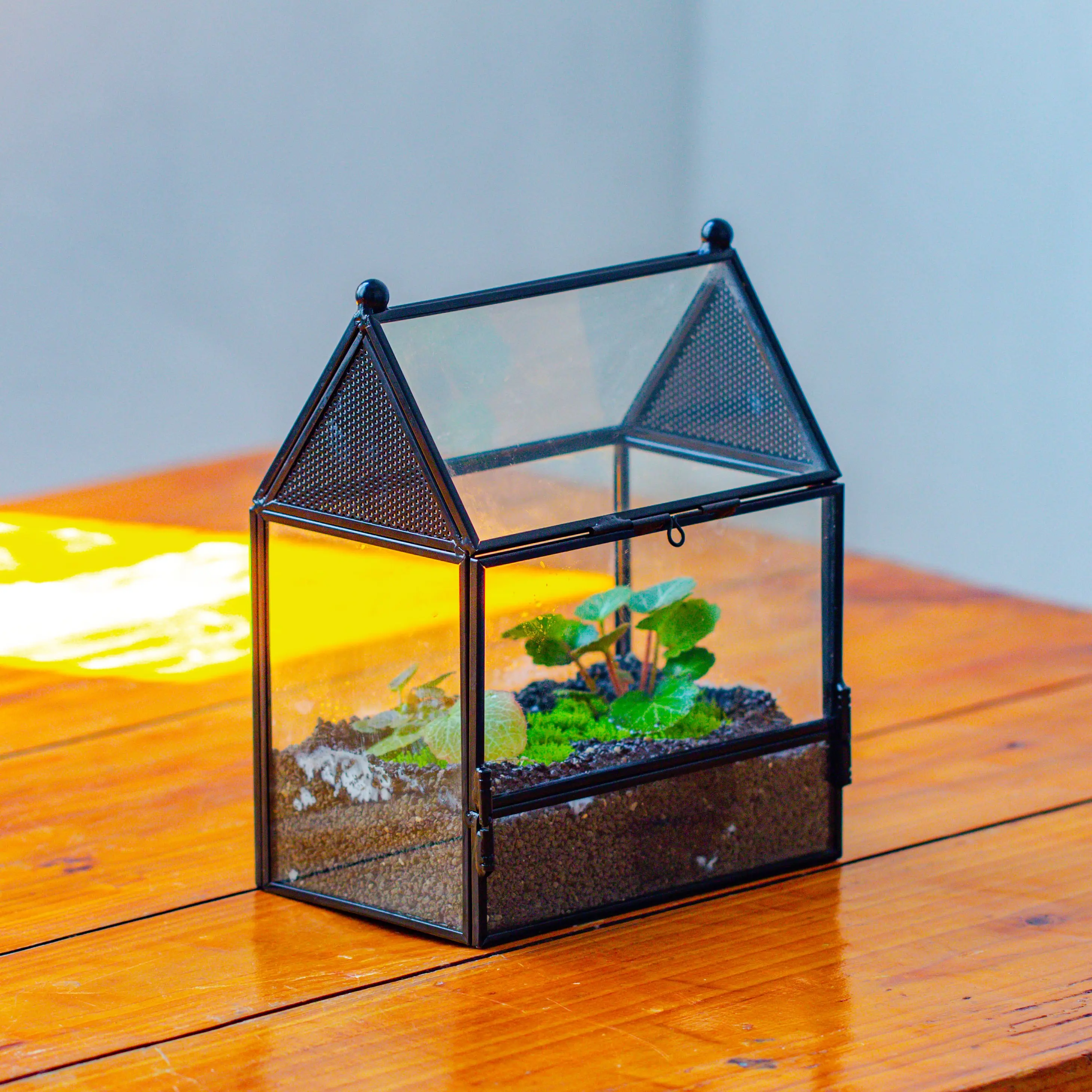 NCYP Small House Shaped Spider Enclosure Terrarium with Mesh, and Front Opening Door, Jumping Spider Small Insect Habitat, Terrarium Only
