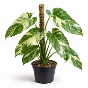 Philodendron ‘Jose Buono’ Tissue Culture Plantlet | Rare Variegated Aroid TC Starter | Acclimation Required