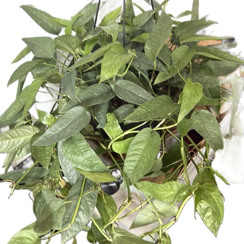 8” Cebu Blue Epipremnum | Cebu Blue Pothos