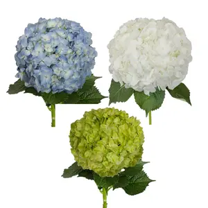 Assorted Natural Hydrangeas