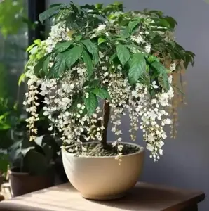 100 Pcs Weeping Jasmine Seeds for Planting, Decorative Garden Flower Seeds for Backyard Landscapes, Patio Containers and Home Garden Spaces, Elegant Ornamental Flowers, Seeds Only Not Live Plants